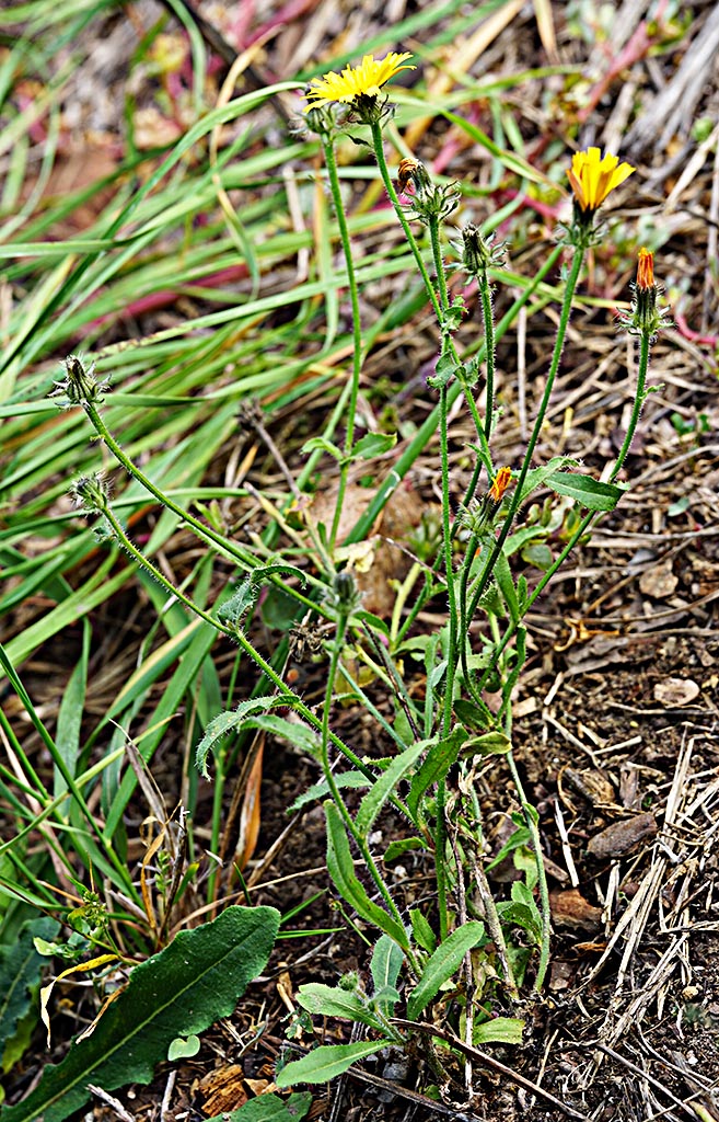 Aiuto determinazione - Asteraceae